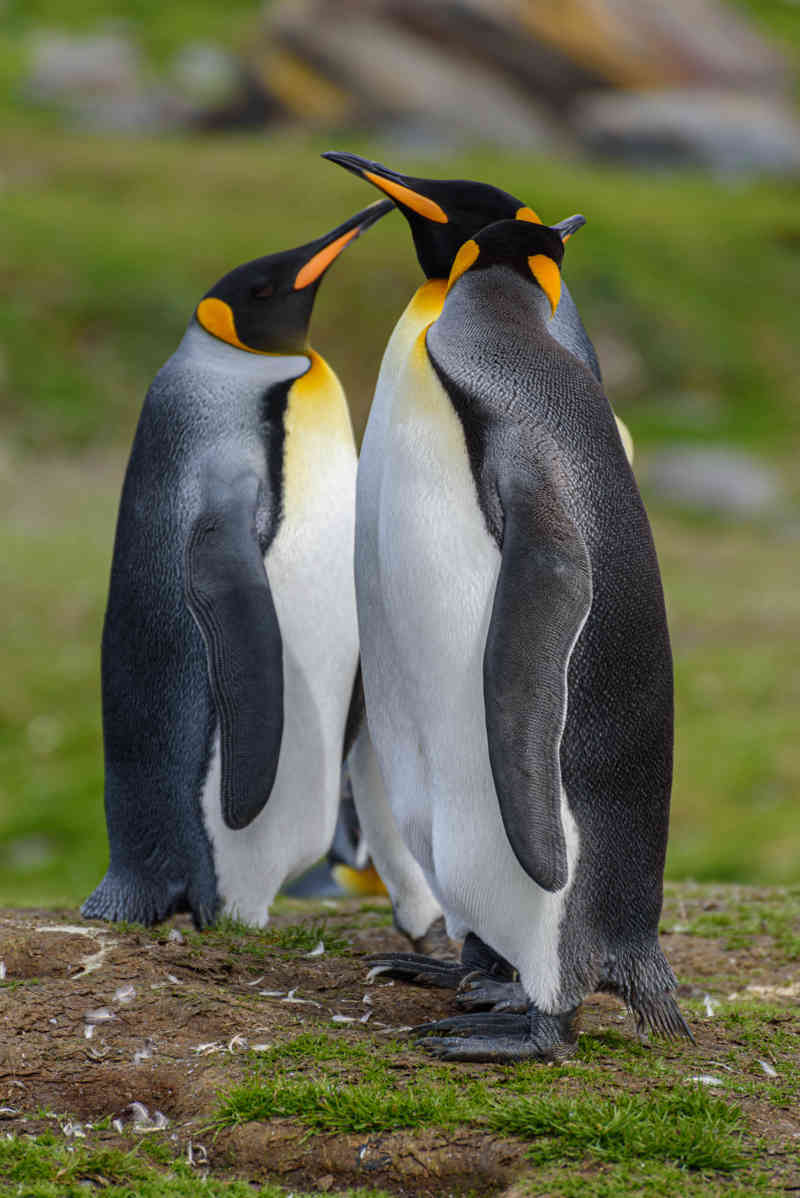 Pingüino Rey - islas Georgias del Sur 078.jpg
